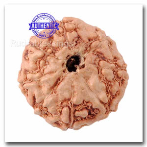 8 Mukhi Indonesian Rudraksha - Bead No. 47