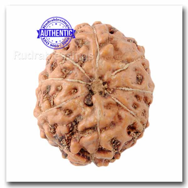 8 Mukhi Indonesian Rudraksha - Bead No. 48