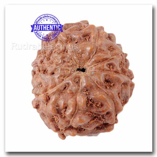 8 Mukhi Indonesian Rudraksha - Bead No. 49