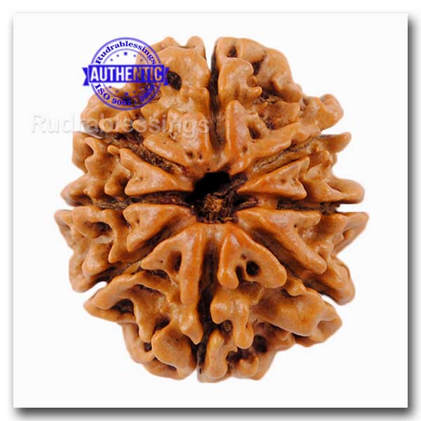 8 Mukhi Nepalese Rudraksha - Bead No. 73