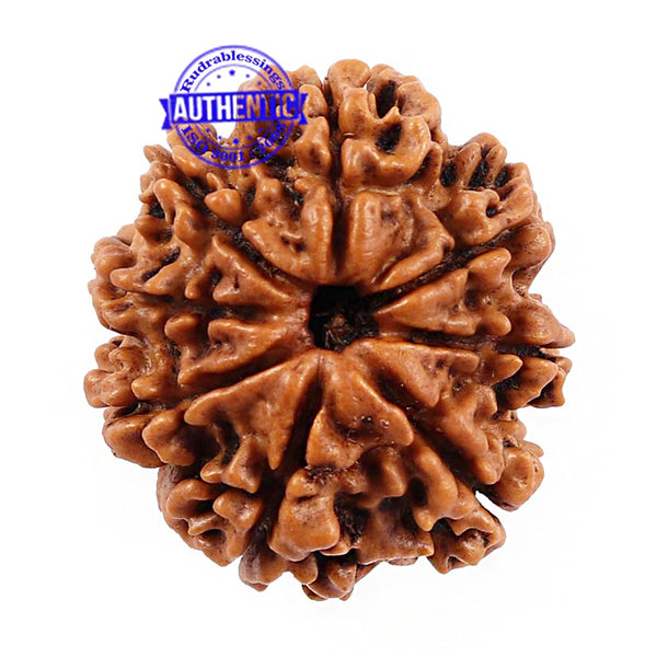 8 Mukhi Nepalese Rudraksha - Bead No. 89