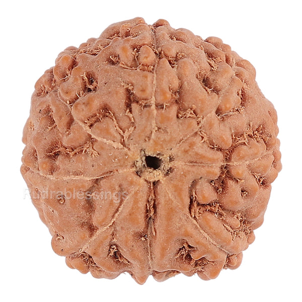 8 Mukhi Rudraksha from Indonesia - Bead No. 116