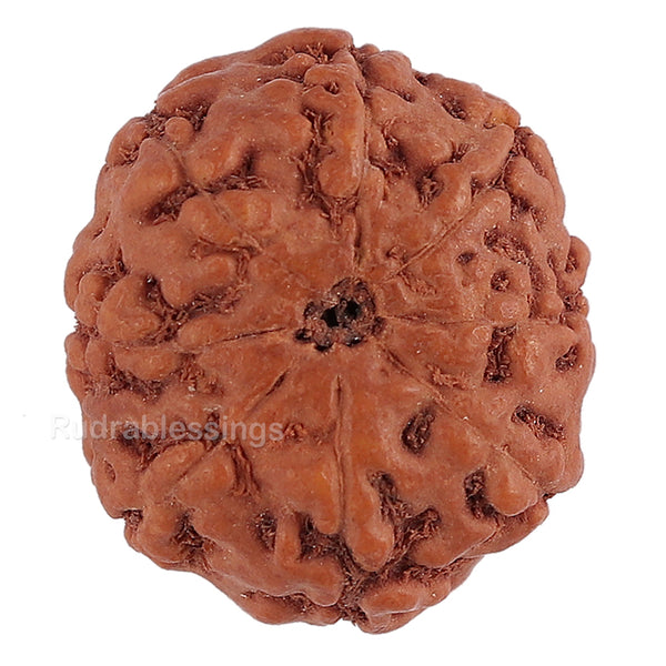 8 Mukhi Rudraksha from Indonesia - Bead No. 122