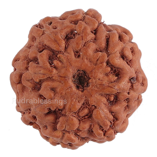 8 Mukhi Rudraksha from Indonesia - Bead No. 123