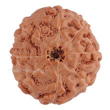 Load image into Gallery viewer, 8 Mukhi Rudraksha from Indonesia - Bead No. 127
