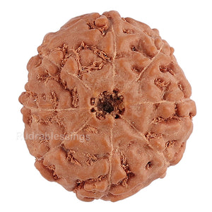 8 Mukhi Rudraksha from Indonesia - Bead No. 127