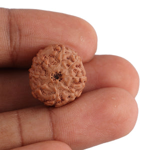 8 Mukhi Rudraksha from Indonesia - Bead No. 127