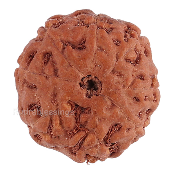 8 Mukhi Rudraksha from Indonesia - Bead No. 128