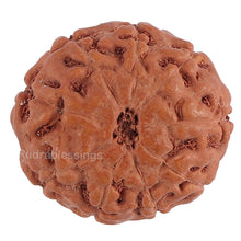 Load image into Gallery viewer, 8 Mukhi Rudraksha from Indonesia - Bead No. 130
