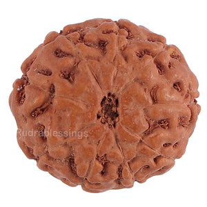 8 Mukhi Rudraksha from Indonesia - Bead No. 130