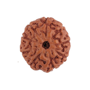 8 Mukhi Rudraksha from Indonesia - Bead No. 130