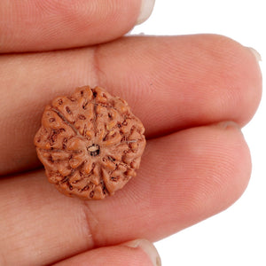 8 Mukhi Rudraksha from Indonesia - Bead No. 150