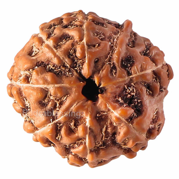 8 Mukhi Rudraksha from Indonesia - Bead No. 60