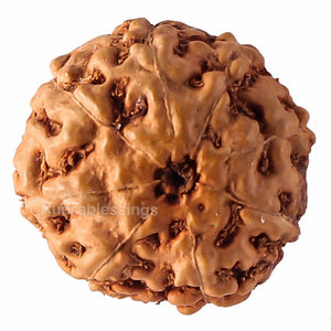 8 Mukhi Rudraksha from Indonesia - Bead No. 61