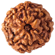 Load image into Gallery viewer, 8 Mukhi Rudraksha from Indonesia - Bead No. 61
