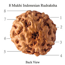 Load image into Gallery viewer, 8 Mukhi Rudraksha from Indonesia - Bead No. 61
