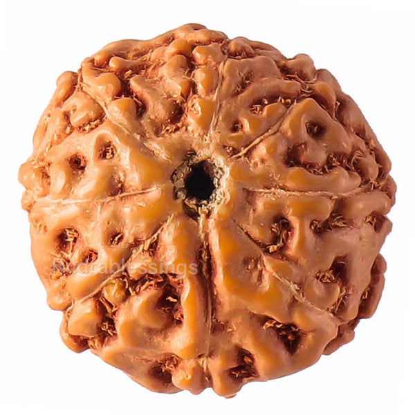 8 Mukhi Rudraksha from Indonesia - Bead No. 63