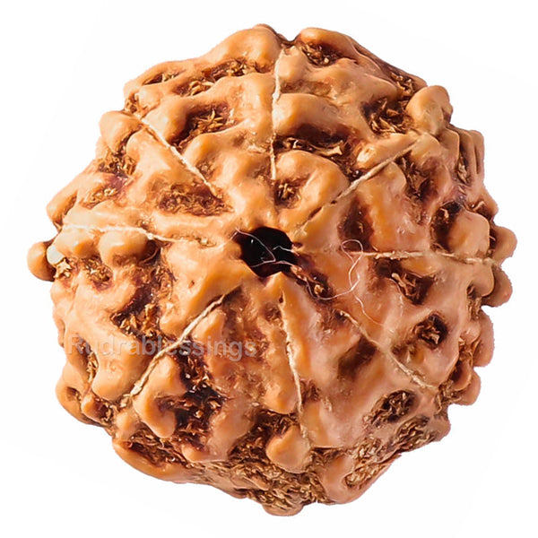 8 Mukhi Rudraksha from Indonesia - Bead No. 64