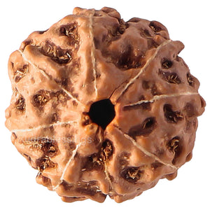 8 Mukhi Rudraksha from Indonesia - Bead No. 65