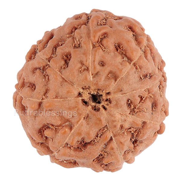 8 Mukhi Rudraksha from Indonesia - Bead No. 72