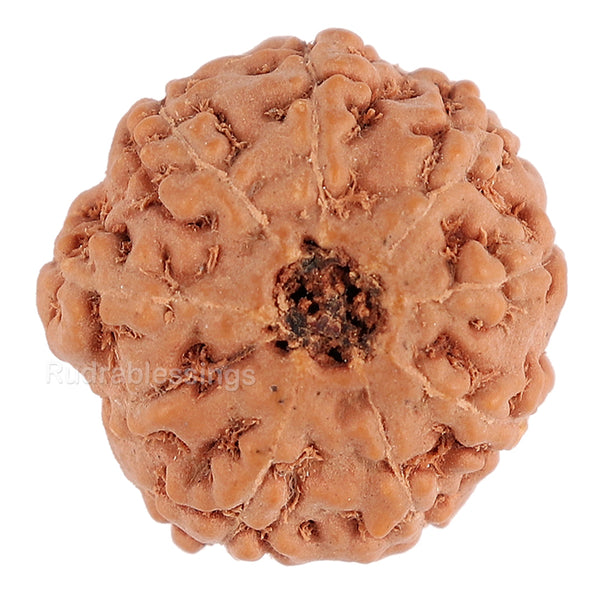 8 Mukhi Rudraksha from Indonesia - Bead No. 74