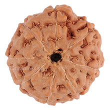 Load image into Gallery viewer, 8 Mukhi Rudraksha from Indonesia - Bead No. 75
