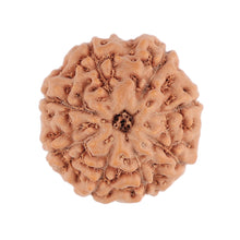 Load image into Gallery viewer, 8 Mukhi Rudraksha from Indonesia - Bead No. 75
