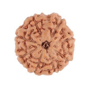 8 Mukhi Rudraksha from Indonesia - Bead No. 75