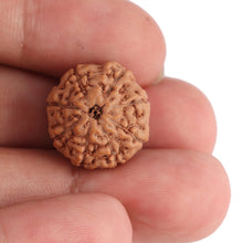 Load image into Gallery viewer, 8 Mukhi Rudraksha from Indonesia - Bead No. 75
