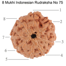 Load image into Gallery viewer, 8 Mukhi Rudraksha from Indonesia - Bead No. 75
