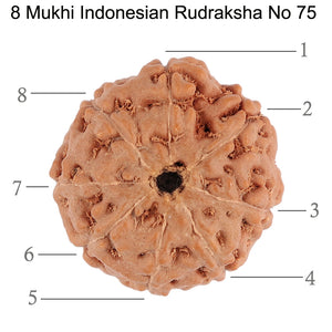 8 Mukhi Rudraksha from Indonesia - Bead No. 75