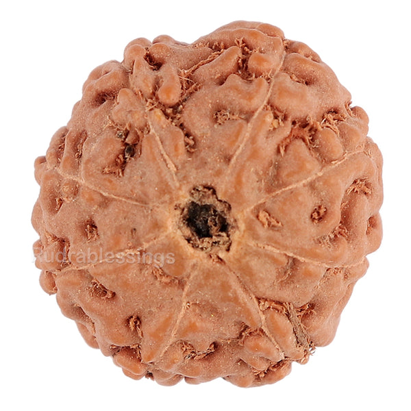 8 Mukhi Rudraksha from Indonesia - Bead No. 76