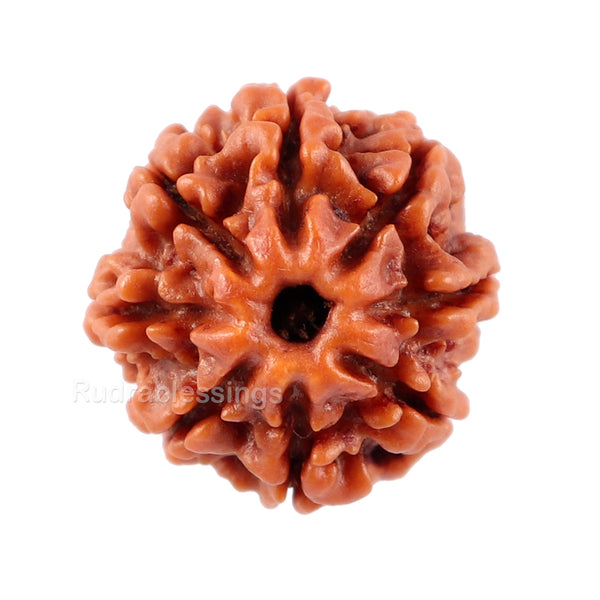 8 Mukhi Nepalese Rudraksha - Bead No. 27