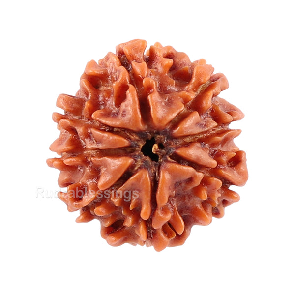 8 Mukhi Nepalese Rudraksha - Bead No. 28