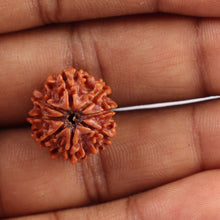 Load image into Gallery viewer, 8 Mukhi Nepalese Rudraksha - Bead No. 28
