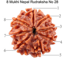 Load image into Gallery viewer, 8 Mukhi Nepalese Rudraksha - Bead No. 28
