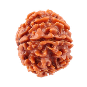 8 Mukhi Nepalese Rudraksha - Bead No. 28