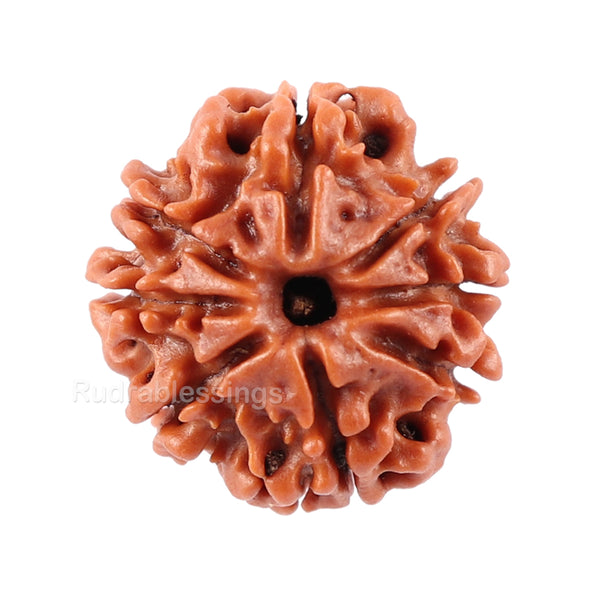 8 Mukhi Nepalese Rudraksha - Bead No. 29