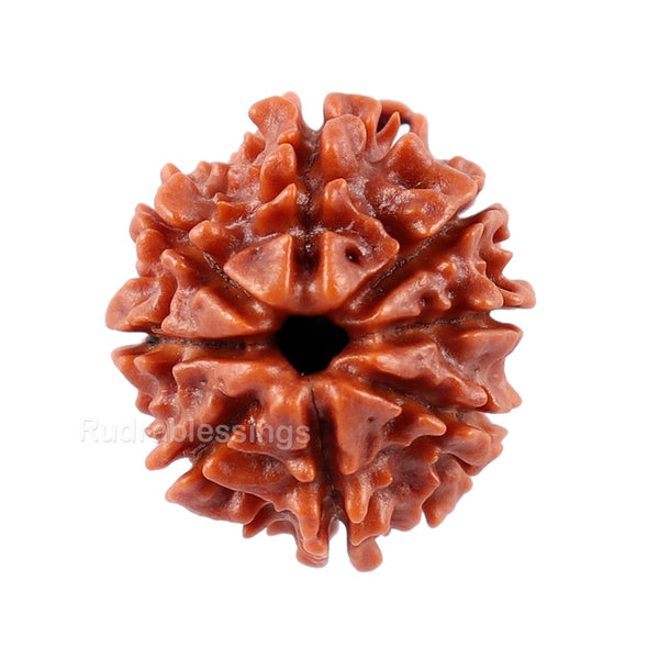 8 Mukhi Nepalese Rudraksha - Bead No. 30