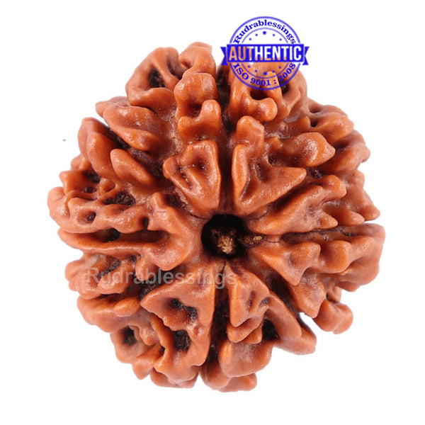 8 Mukhi Nepalese Rudraksha - Bead No. 32