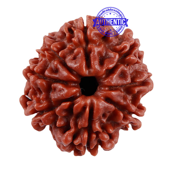 8 Mukhi Nepalese Rudraksha - Bead No. 36