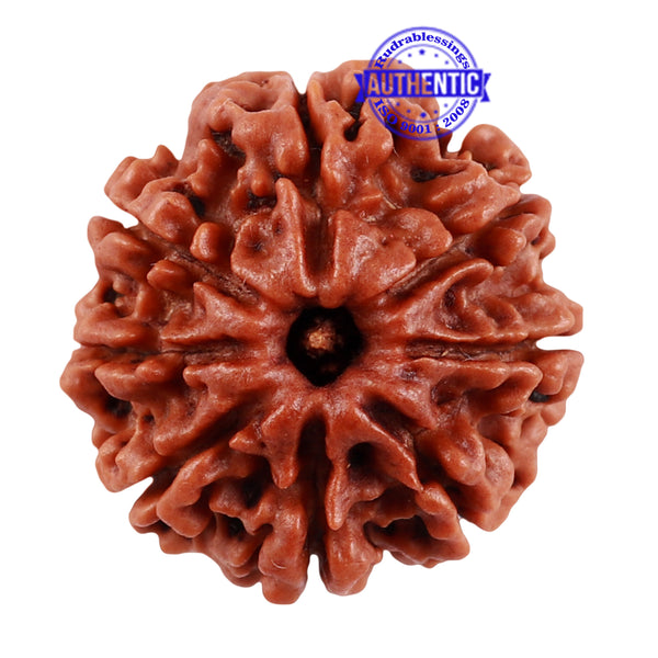 8 Mukhi Nepalese Rudraksha - Bead No. 40