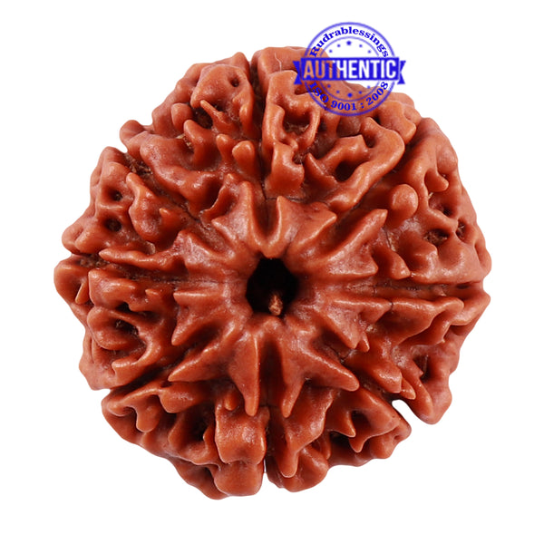 8 Mukhi Nepalese Rudraksha - Bead No. 41