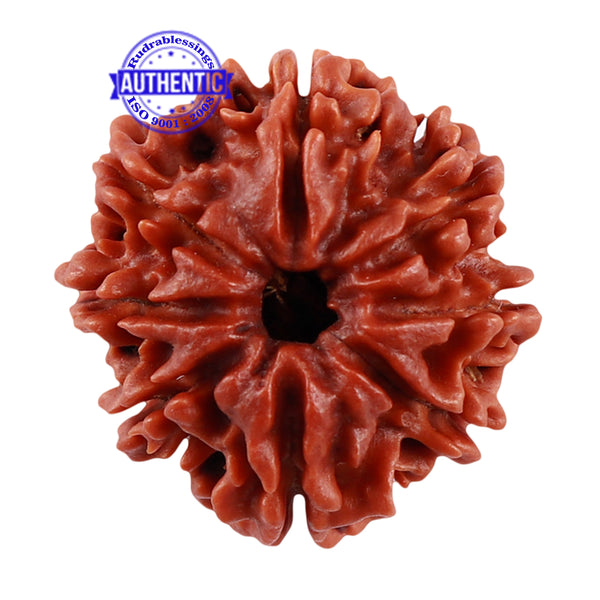 8 Mukhi Nepalese Rudraksha - Bead No. 49