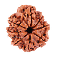 Load image into Gallery viewer, 8 Mukhi Nepalese Rudraksha - Bead No. 58
