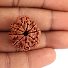 Load image into Gallery viewer, 8 Mukhi Nepalese Rudraksha - Bead No. 58
