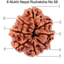 Load image into Gallery viewer, 8 Mukhi Nepalese Rudraksha - Bead No. 58
