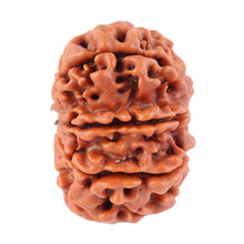 Load image into Gallery viewer, 8 Mukhi Nepalese Rudraksha - Bead No. 58
