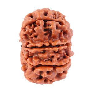 8 Mukhi Nepalese Rudraksha - Bead No. 58