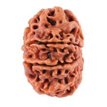 Load image into Gallery viewer, 8 Mukhi Nepalese Rudraksha - Bead No. 58
